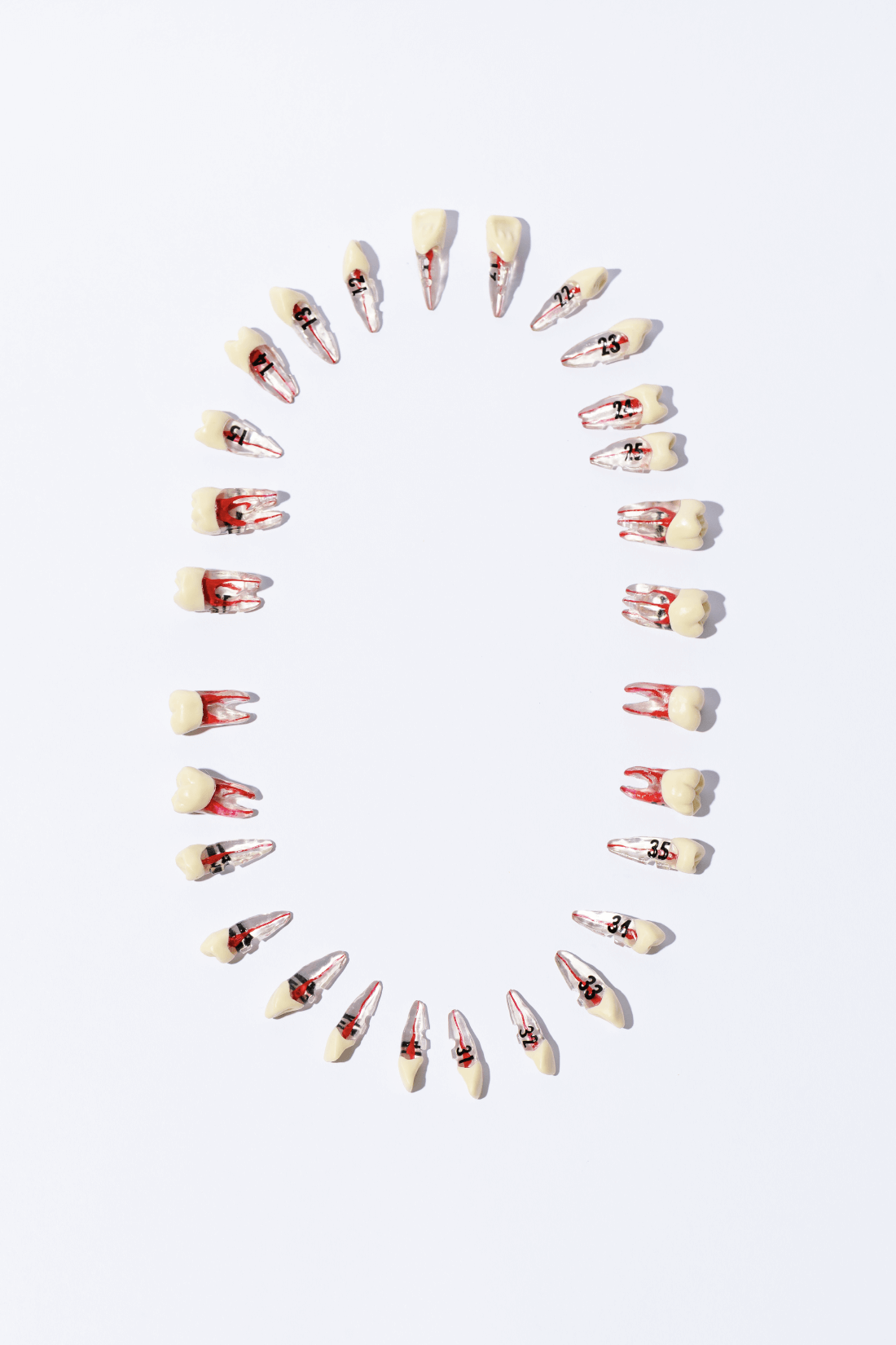 ADULT TEETH SET