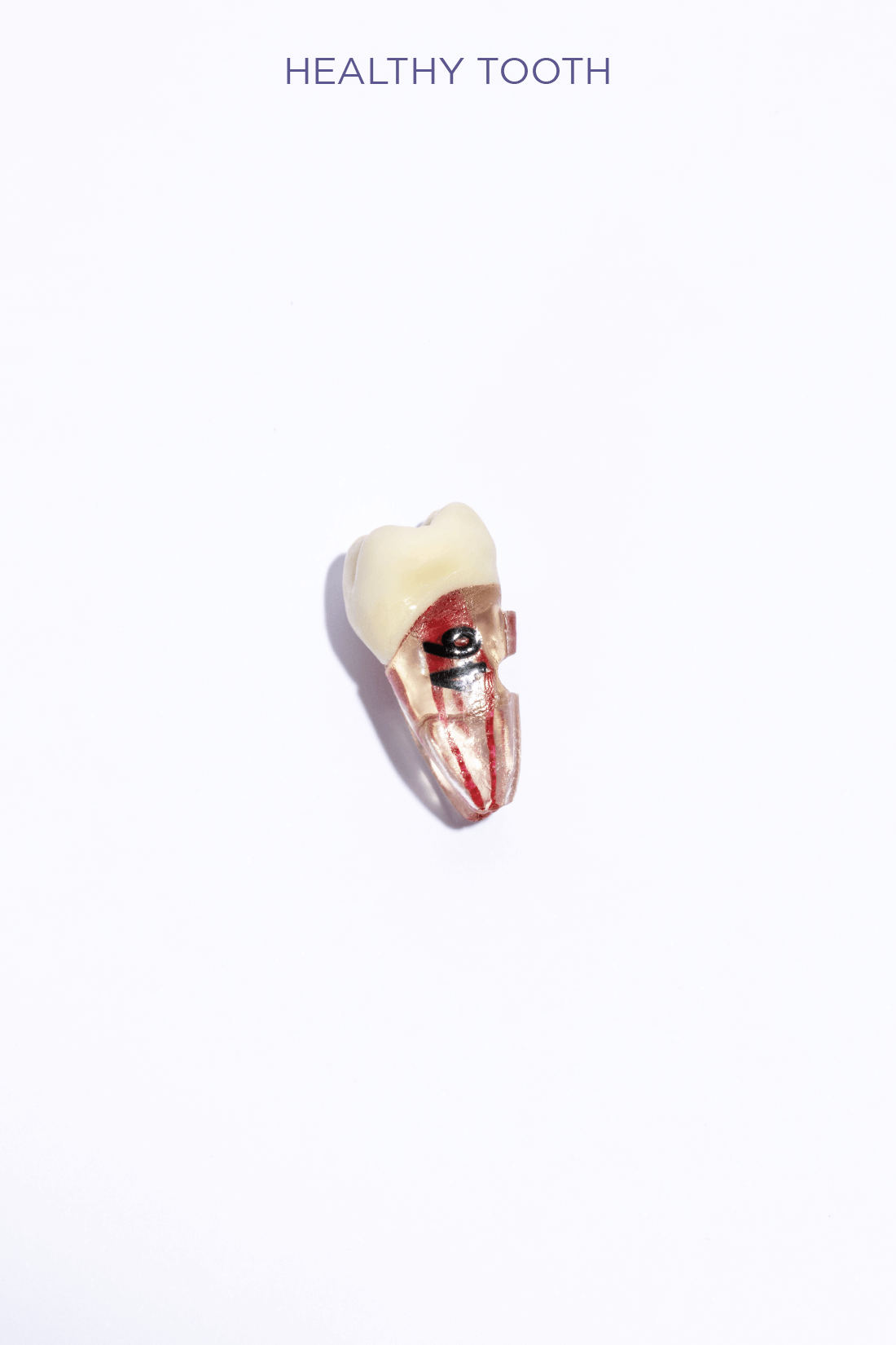 PEDIATRIC TEETH SET