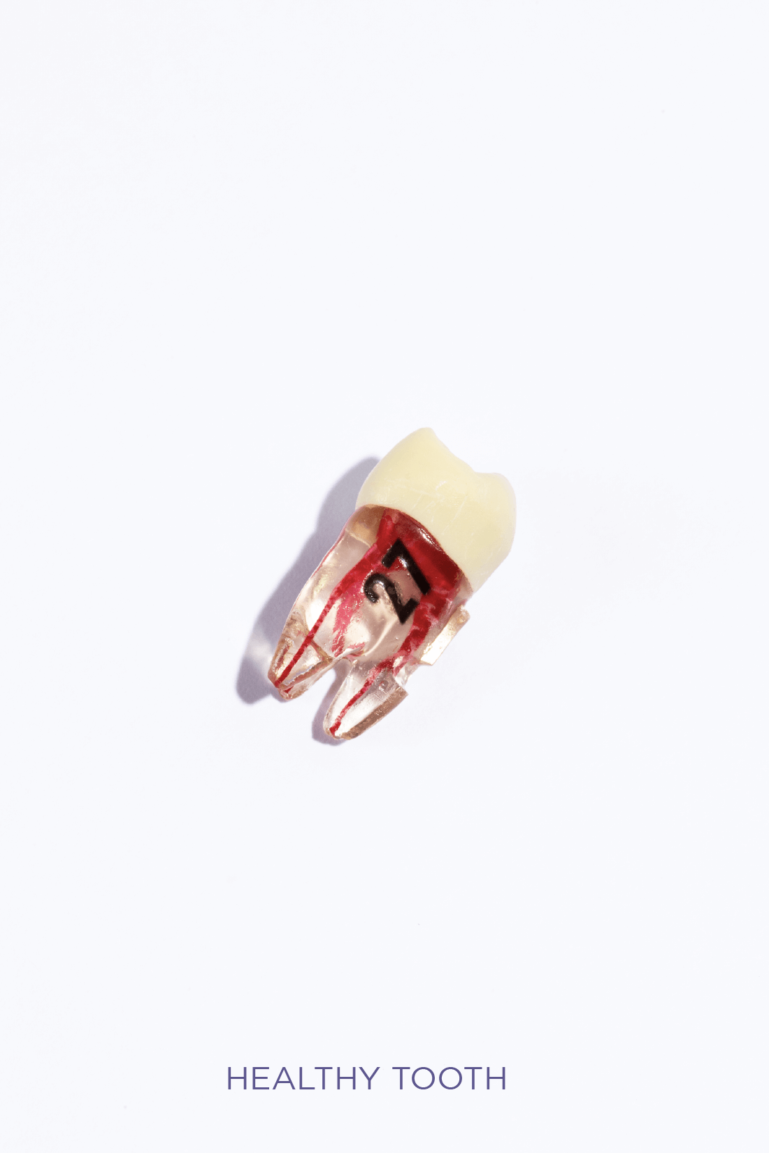 ADULT TEETH SET