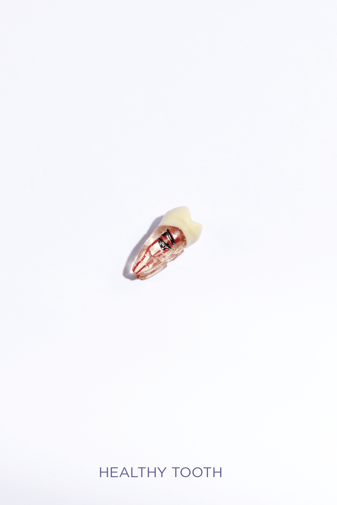 ADULT TEETH SET