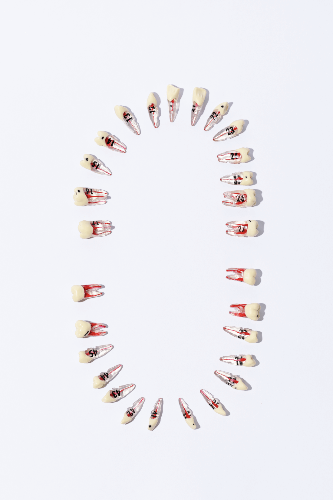 ADULT TEETH SET