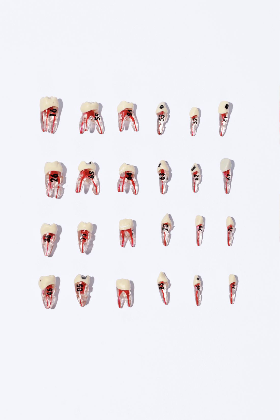 PEDIATRIC TEETH SET
