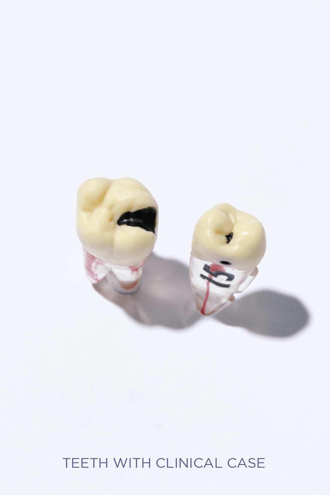 ADULT TEETH SET