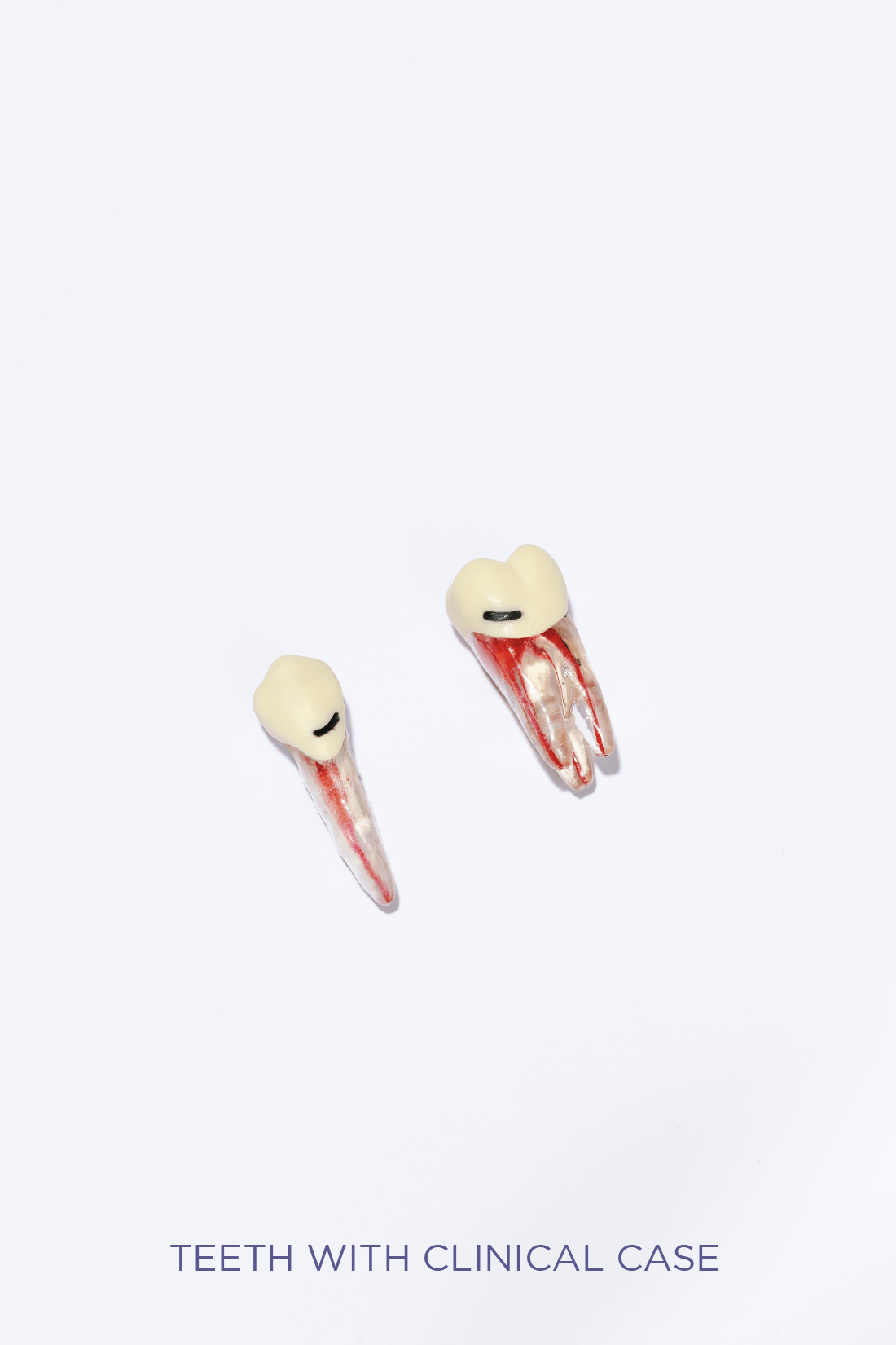 ADULT TEETH SET