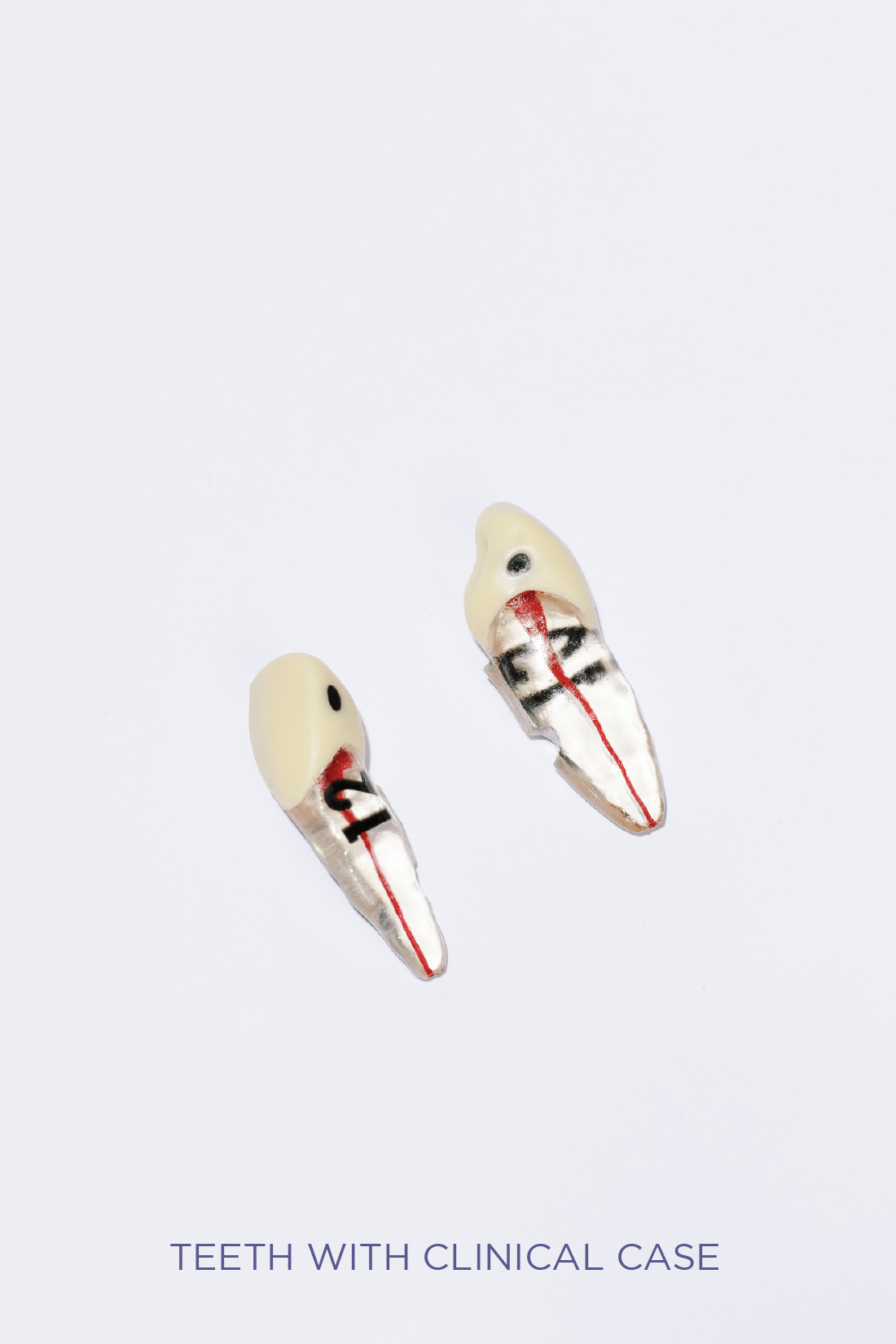 ADULT TEETH SET