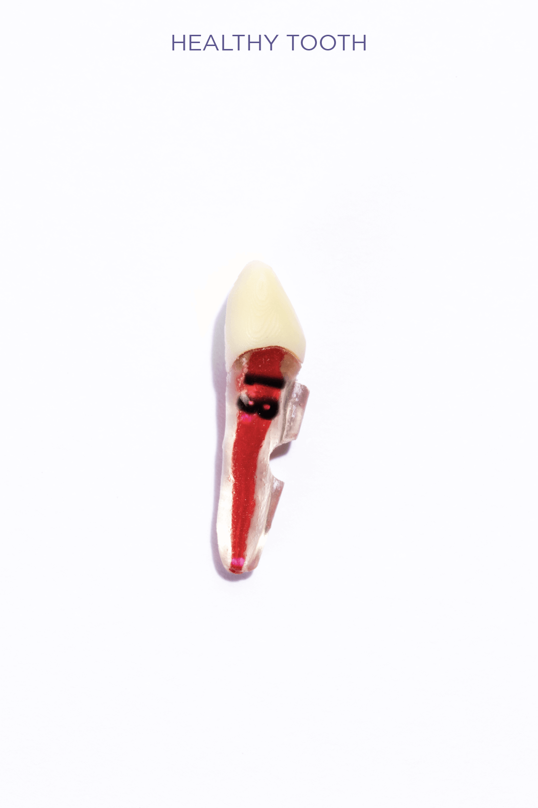 PEDIATRIC TEETH SET